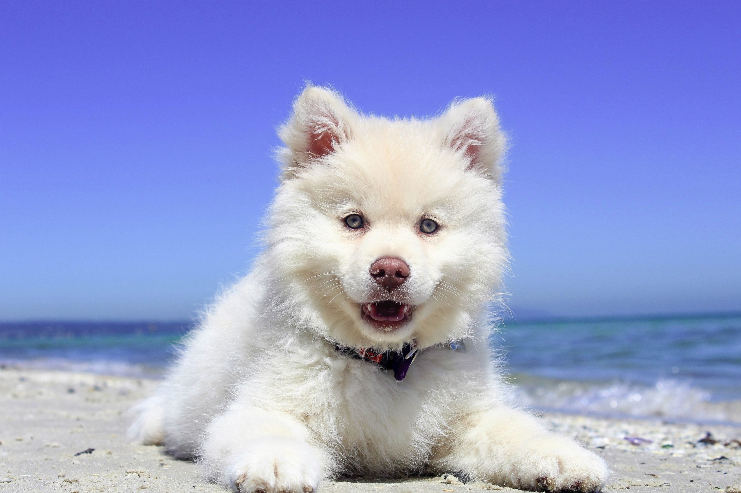 szczęśliwy pies na plaży
