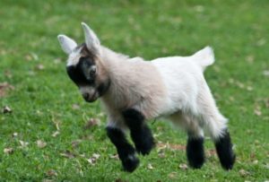 Cute Goat Plush Goat Plush Animal Plush a7796c561c033735a2eb6c: Beige|Blue